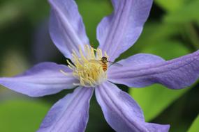 bee on an open flower bud