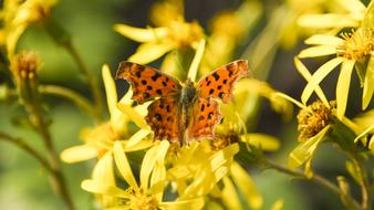 Butterfly Flowers Animal