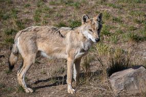 Wolf Predator Mammal