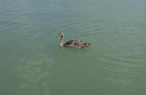 lonely swan in the lake