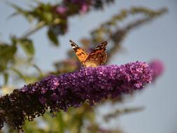 Butterfly on Bush in Garden