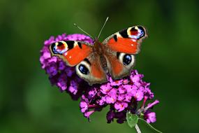 Peacock Butterfly Insect