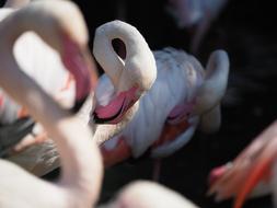 Bird Flamingo Whites