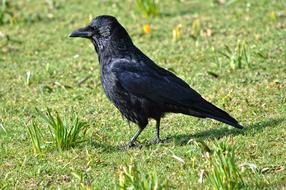 Crow Bird on grass