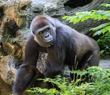Monkey Primate Ape