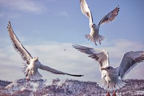 Bird Nature Wildlife