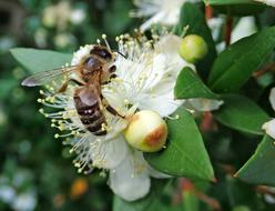 Bee Insect Myrtle