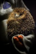 photo of cute headgehod