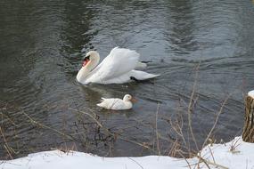 Bird Nature Waters
