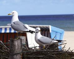 gulls sitting on the fence