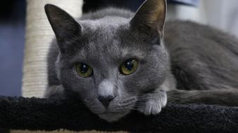 Grey lying cat at home