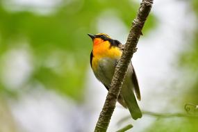 Natural Outdoors Wild Animals