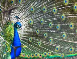 exotic Peacock Bird Feathers