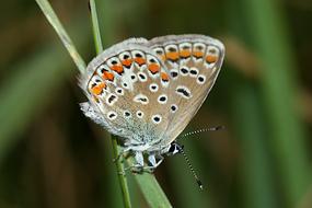 beautiful butterfly on the grass