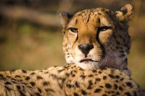 Cheetah Animal World Cat