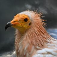Egyptian Vulture Bird Of Prey