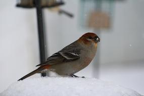 Bird Birding Pine Grosbeak