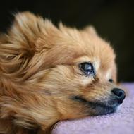 Canine Cute Dog portrait