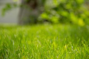 Grass Green Background