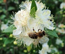 Bee Insect Flower