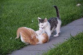 kittens playing in the street