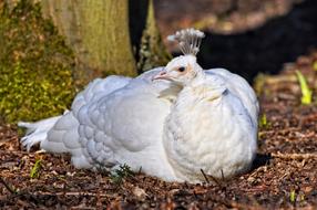 White Peahen Peafowl bird