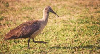 bird walking in a field