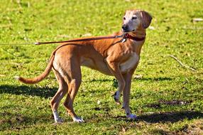 Dog Animal Mammal