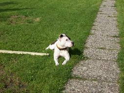 domestic dog on the lawn