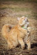 Cat Animal Mammal