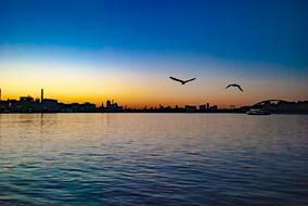 Water Sunset Bird