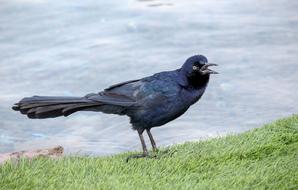 Bird Nature Outdoors