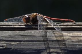 Dragonfly Animal Insect
