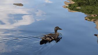 Bird Swim Nature