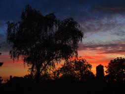 Sunset Tree Landscape