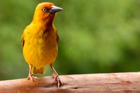 Bird Nature Colourful