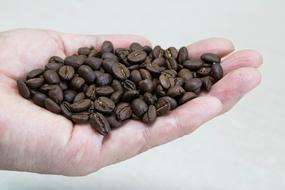 Handful of roasted grains on hand