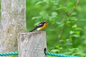 small bird sitting on a stump