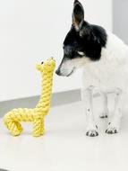 Dog Pet Animal