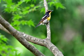 Natural Bird Wild Animals