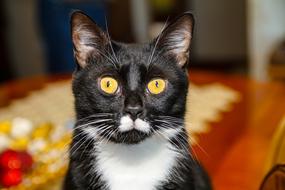 domestic cat macro blur