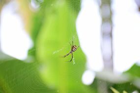 little spider on the web in the garden