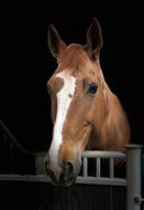 Horse Head Portrait