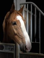 Horse Head Portrait
