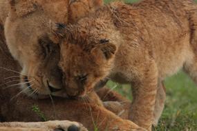 Cute feral cats