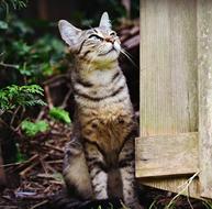 Tabby Cat Mackerel Animal