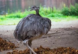 Rhea Bird Flightless Big