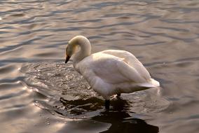 Birds Body Of Water Lake