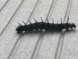 Millipede Insect