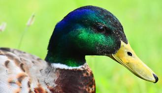 colored wild duck